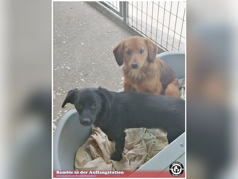 BAMBIE, bildhübsche Maus