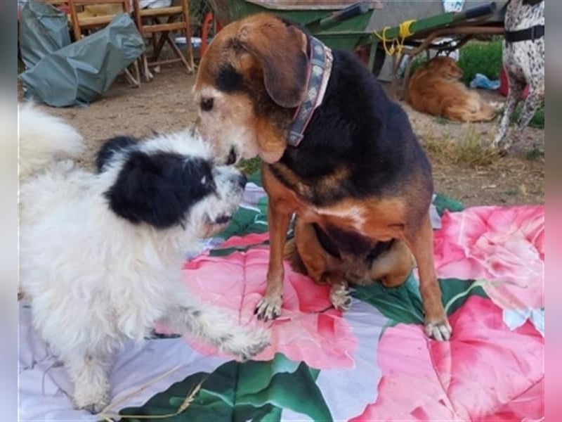 *Handicap* Anna - Schmusebacke mit Lebenswillen und Lebensfreude