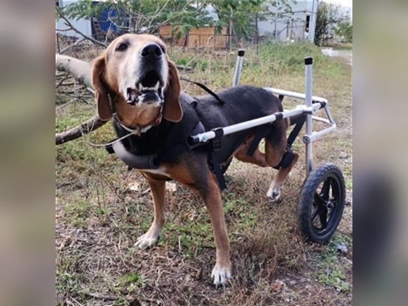 *Handicap* Anna - Schmusebacke mit Lebenswillen und Lebensfreude