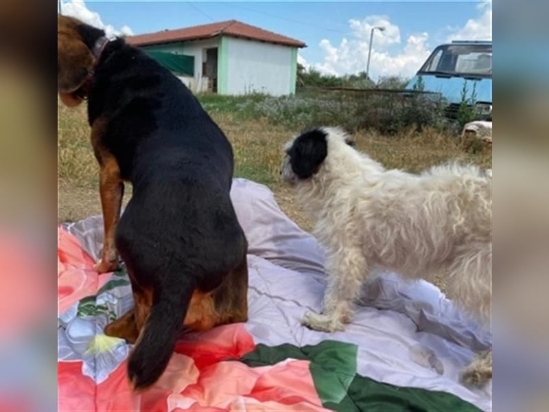 *Handicap* Anna - Schmusebacke mit Lebenswillen und Lebensfreude