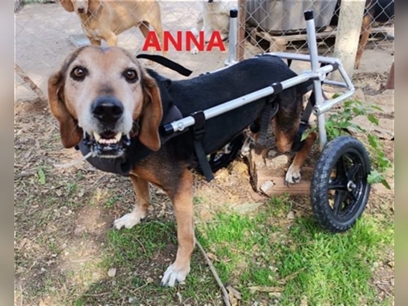 *Handicap* Anna - Schmusebacke mit Lebenswillen und Lebensfreude