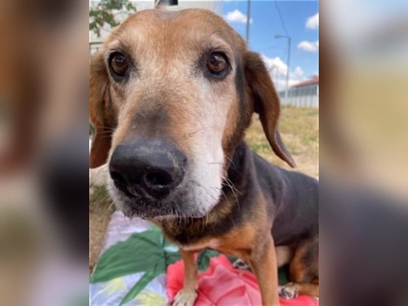 *Handicap* Anna - Schmusebacke mit Lebenswillen und Lebensfreude