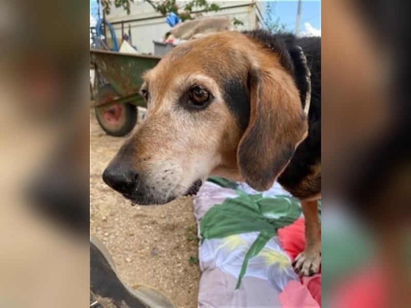 *Handicap* Anna - Schmusebacke mit Lebenswillen und Lebensfreude