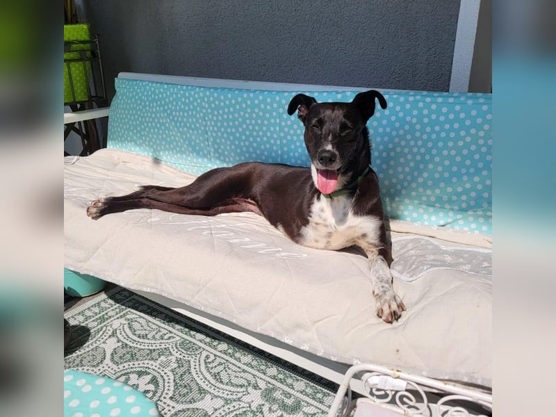 KIRA - lebensfrohe Hündin sucht ihr Perfect Match