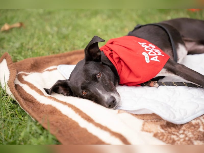 KIRA - lebensfrohe Hündin sucht ihr Perfect Match