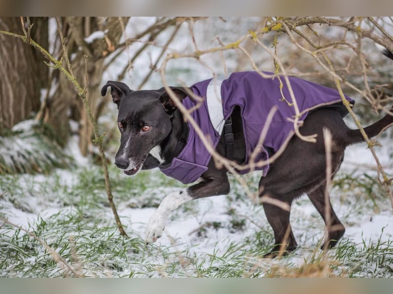 KIRA - lebensfrohe Hündin sucht ihr Perfect Match