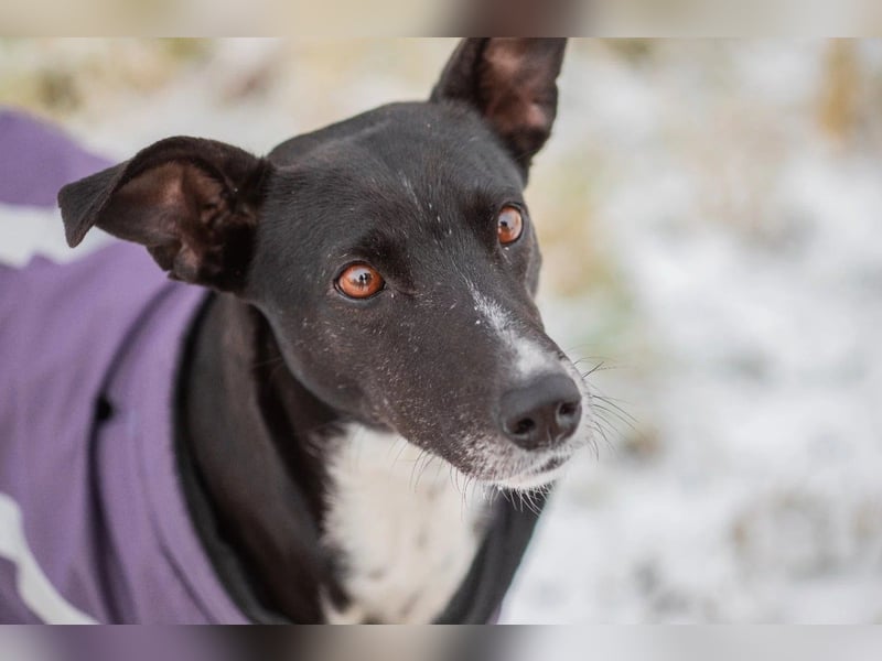 KIRA - lebensfrohe Hündin sucht ihr Perfect Match