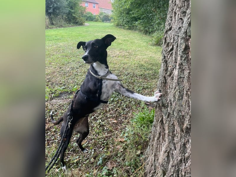 KIRA - lebensfrohe Hündin sucht ihr Perfect Match