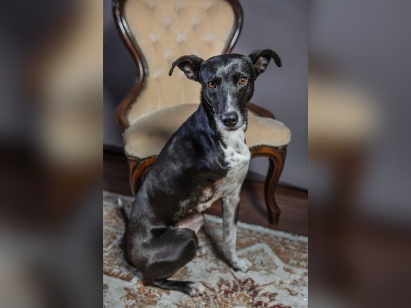 KIRA - lebensfrohe Hündin sucht ihr Perfect Match