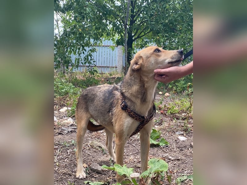 Fizz – zartes Hundemädchen auf Familiensuche, 1,5 Jahre