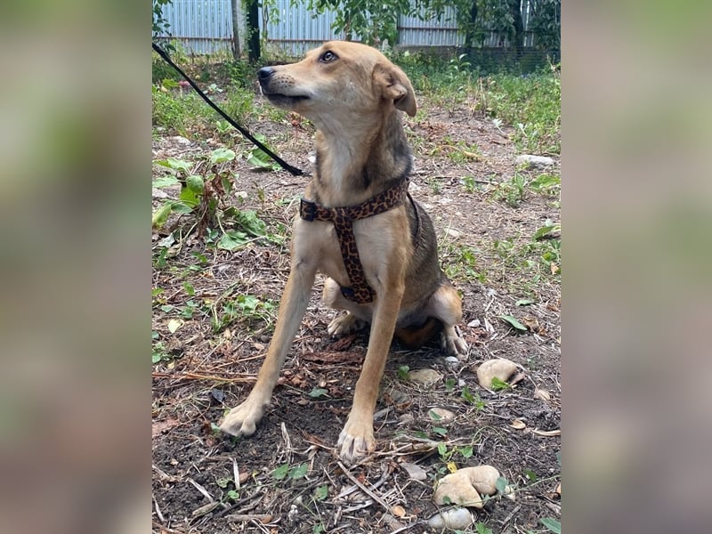 Fizz – zartes Hundemädchen auf Familiensuche, 1,5 Jahre