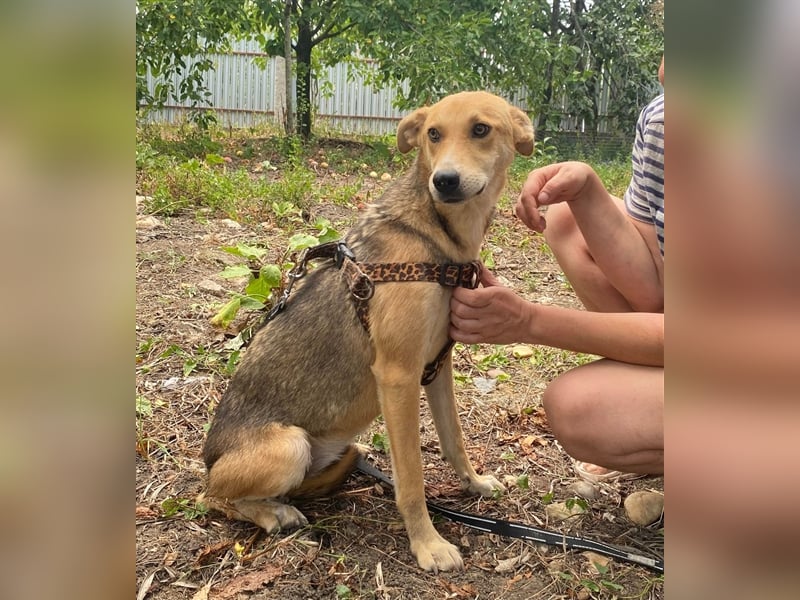Fizz – zartes Hundemädchen auf Familiensuche, 1,5 Jahre
