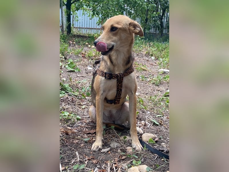 Fizz – zartes Hundemädchen auf Familiensuche, 1,5 Jahre