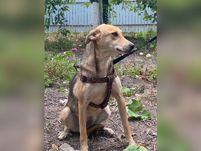 Fizz – zartes Hundemädchen auf Familiensuche, 1,5 Jahre