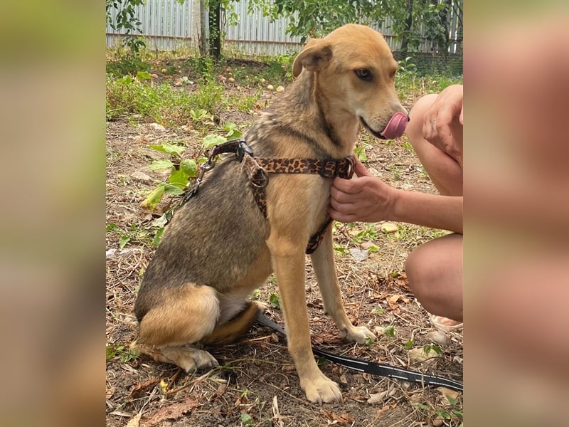 Fizz – zartes Hundemädchen auf Familiensuche, 1,5 Jahre