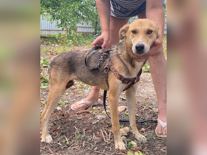 Fizz – zartes Hundemädchen auf Familiensuche, 1,5 Jahre