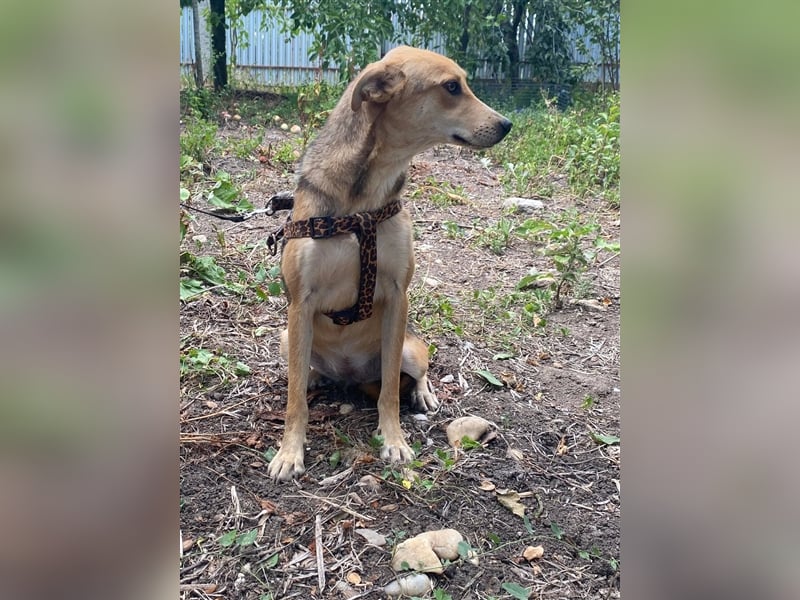 Fizz – zartes Hundemädchen auf Familiensuche, 1,5 Jahre