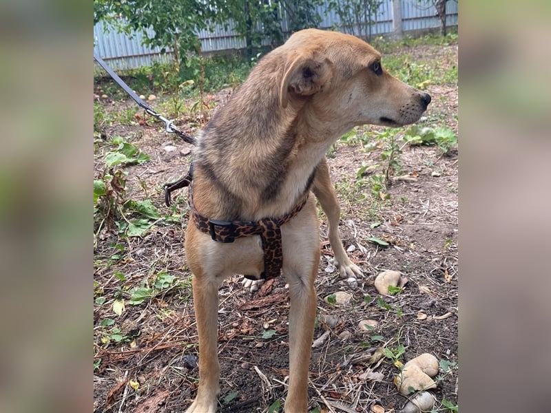 Fizz – zartes Hundemädchen auf Familiensuche, 1,5 Jahre