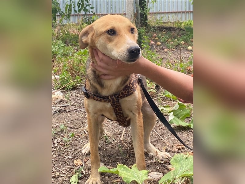 Fizz – zartes Hundemädchen auf Familiensuche, 1,5 Jahre