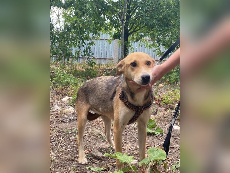 Fizz – zartes Hundemädchen auf Familiensuche, 1,5 Jahre