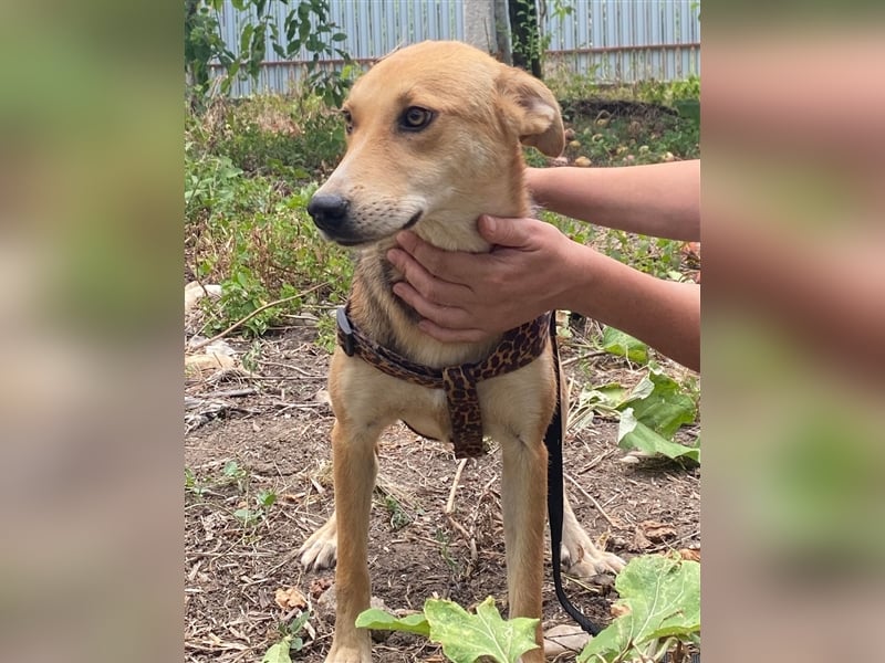 Fizz – zartes Hundemädchen auf Familiensuche, 1,5 Jahre