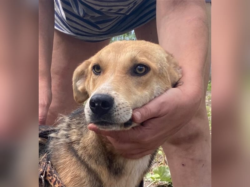 Fizz – zartes Hundemädchen auf Familiensuche, 1,5 Jahre