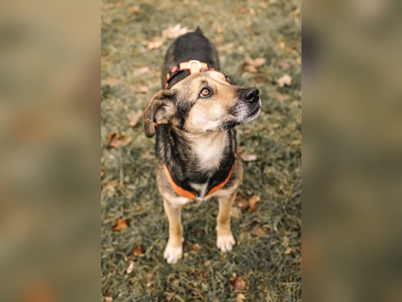 INOA - freundliche Hündin sucht liebevolle Anleitung INOA - freundliche Hündin sucht liebevolle Anleitung