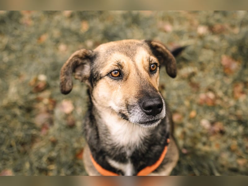 INOA - freundliche Hündin sucht liebevolle Anleitung INOA - freundliche Hündin sucht liebevolle Anleitung