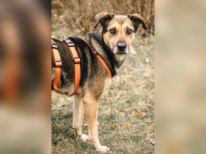 INOA - freundliche Hündin sucht liebevolle Anleitung INOA - freundliche Hündin sucht liebevolle Anleitung