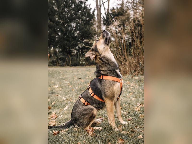 INOA - freundliche Hündin sucht liebevolle Anleitung INOA - freundliche Hündin sucht liebevolle Anleitung