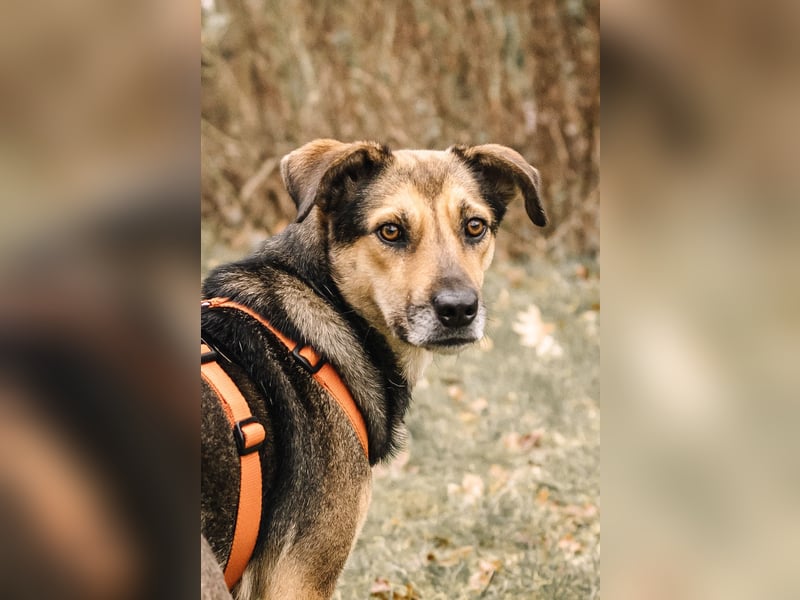 INOA - freundliche Hündin sucht liebevolle Anleitung INOA - freundliche Hündin sucht liebevolle Anleitung