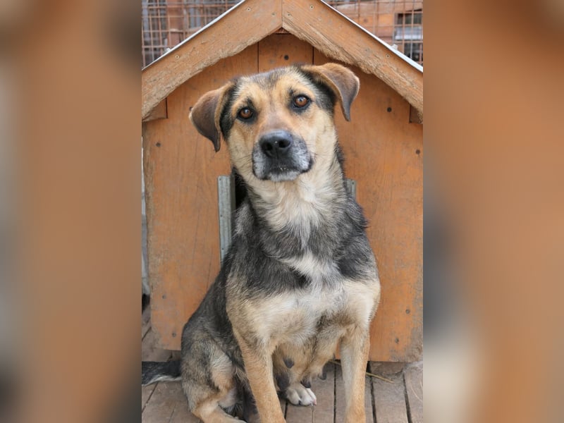 INOA - freundliche Hündin sucht liebevolle Anleitung INOA - freundliche Hündin sucht liebevolle Anleitung