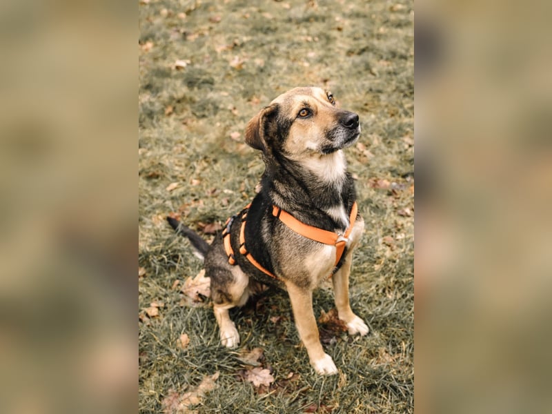 INOA - freundliche Hündin sucht liebevolle Anleitung INOA - freundliche Hündin sucht liebevolle Anleitung