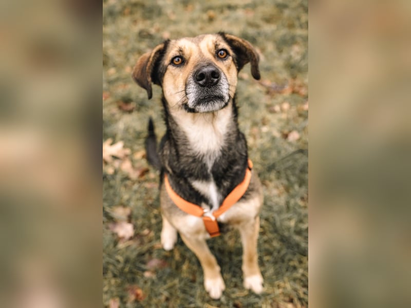 INOA - freundliche Hündin sucht liebevolle Anleitung INOA - freundliche Hündin sucht liebevolle Anleitung