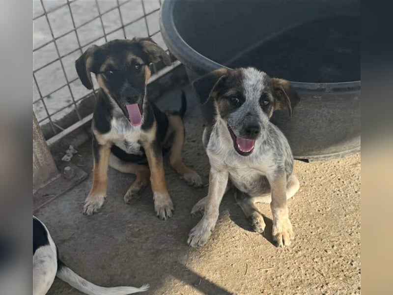 Hawkey von kettenlos