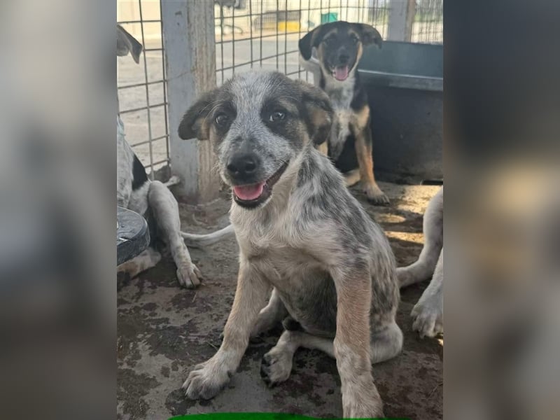 Hawkey von kettenlos