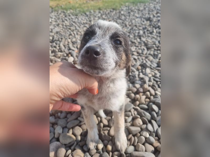 Hawkey von kettenlos