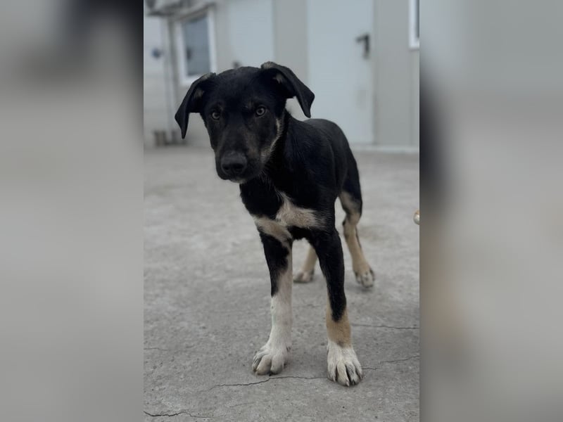 Philipp von kettenlos