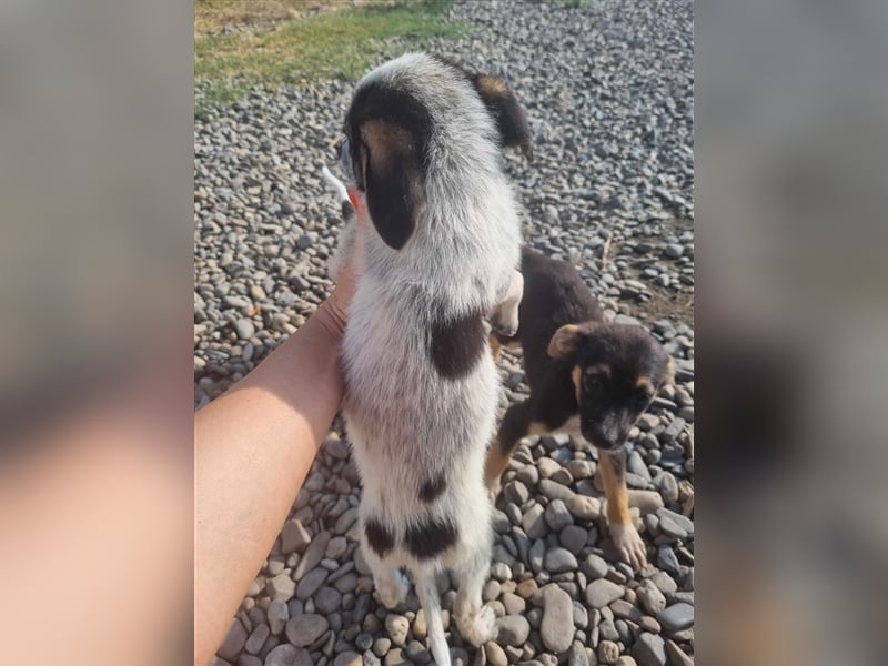 Hawkey von kettenlos