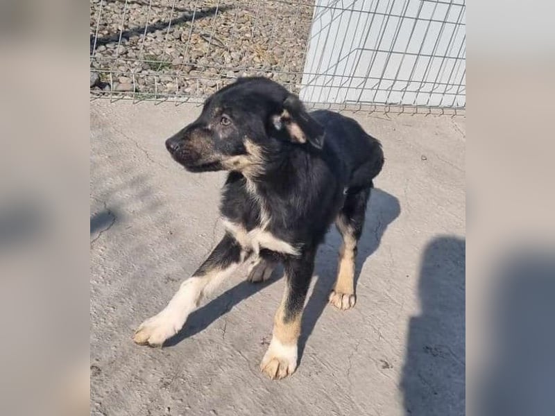 Philipp von kettenlos