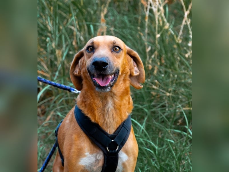 Alex sucht sein zu Hause!❤️