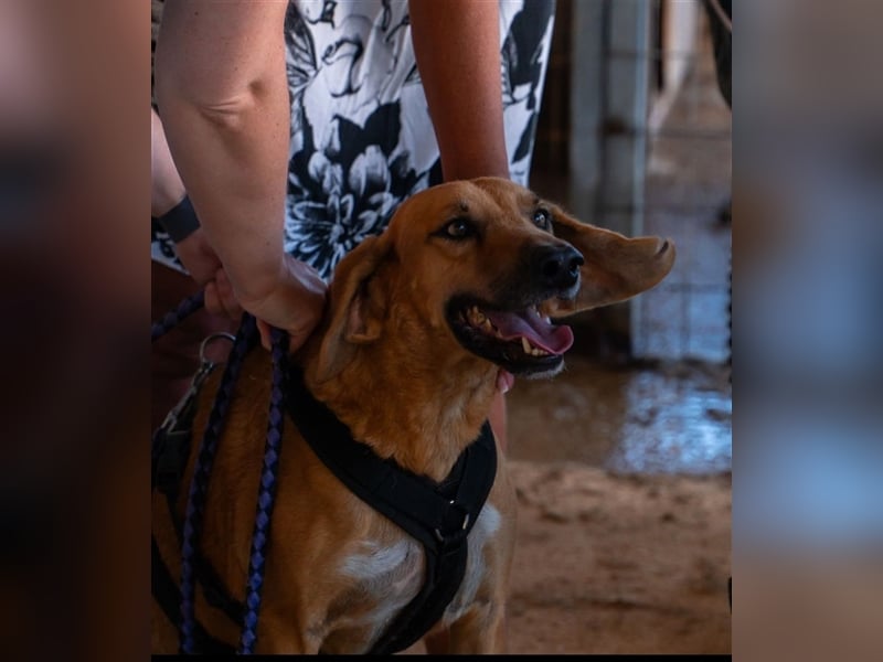 Alex sucht sein zu Hause!❤️