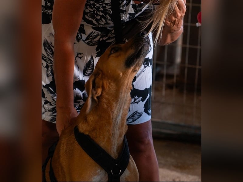 Alex sucht sein zu Hause!❤️