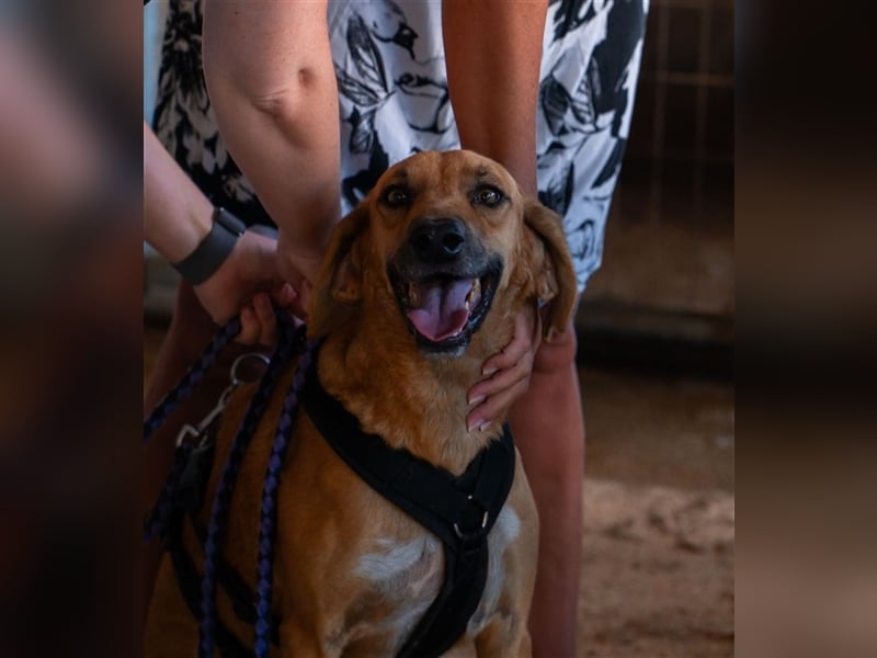 Alex sucht sein zu Hause!❤️