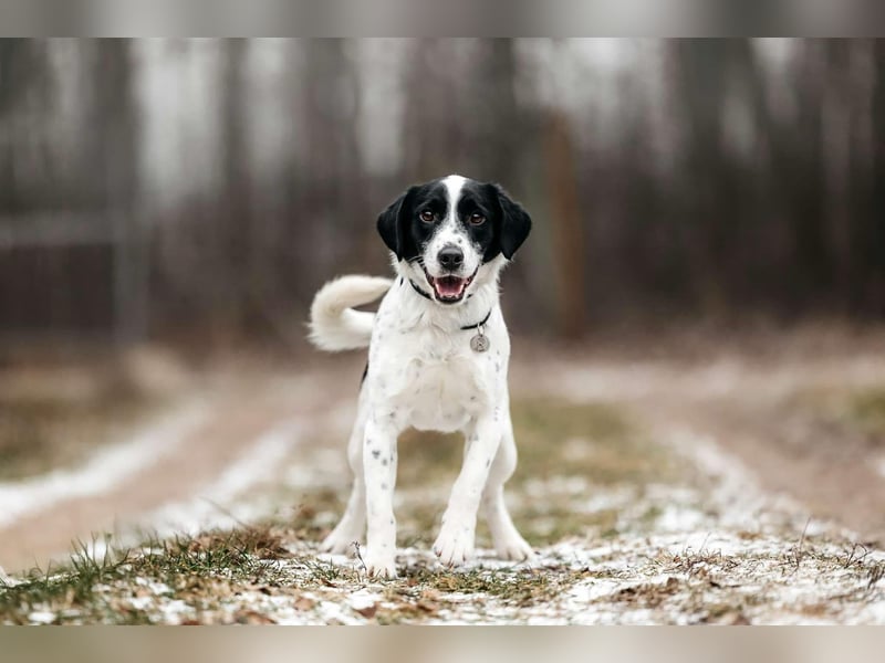 Lebensfroher Henry sucht seine Familie