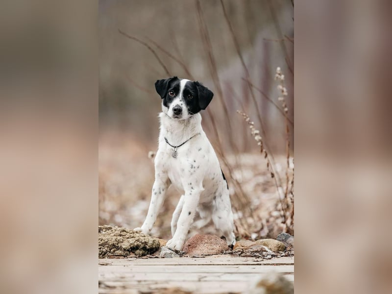 Lebensfroher Henry sucht seine Familie