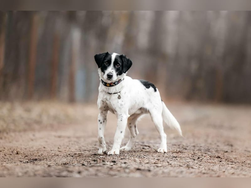 Lebensfroher Henry sucht seine Familie