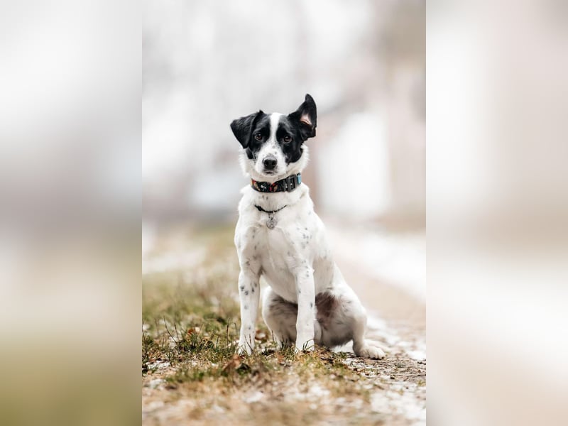 Lebensfroher Henry sucht seine Familie