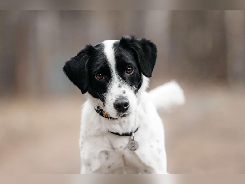 Lebensfroher Henry sucht seine Familie