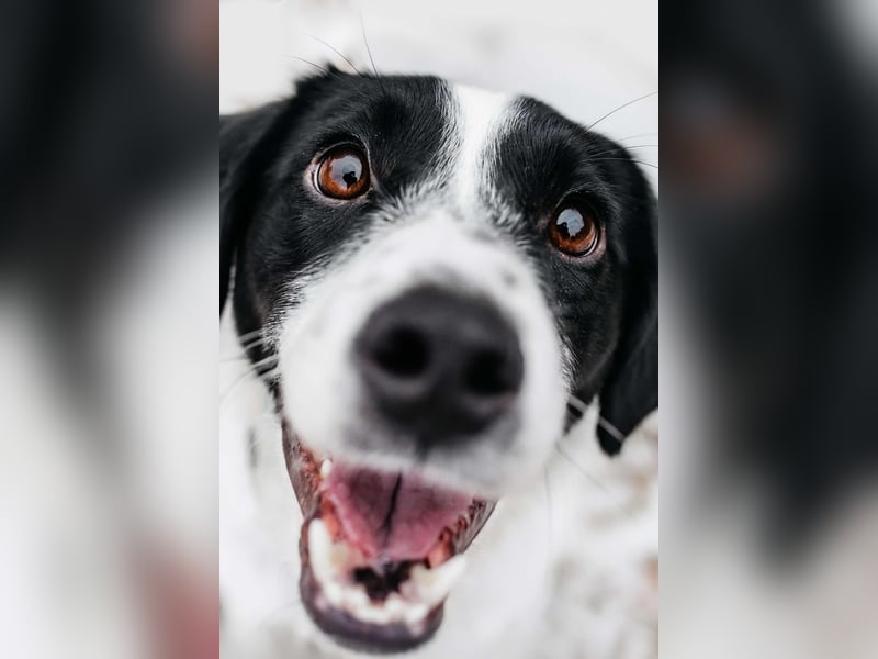 Lebensfroher Henry sucht seine Familie